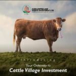 cattle village image