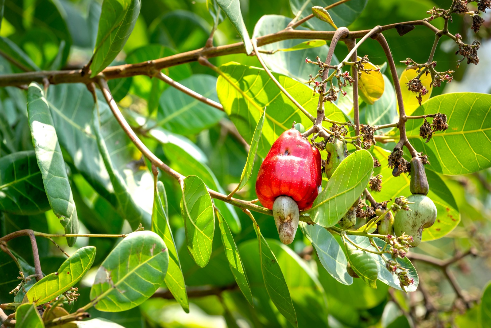 cashew park estate image