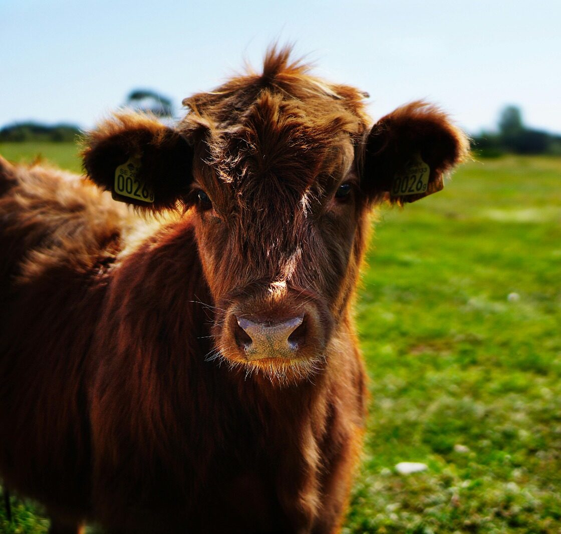 cattle image