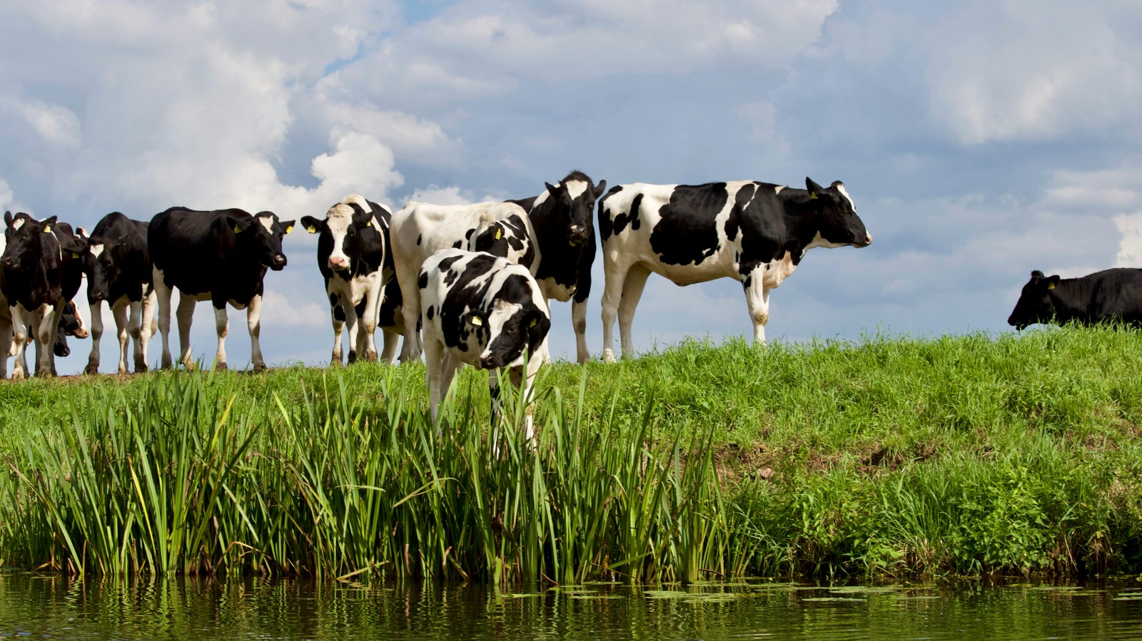 cattle village image